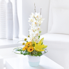 Ultimate Chic Orchid & Germini Arrangement